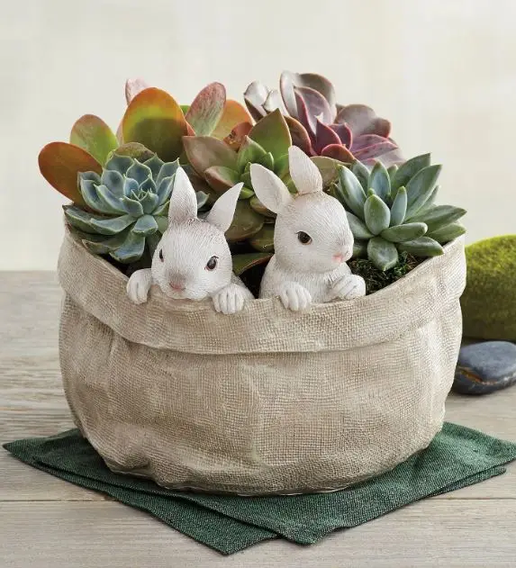 Succulents in Bunny Bag Planter