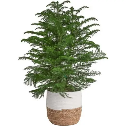 Costa-Farms-Live-Norfolk-Island-Pine-Tree