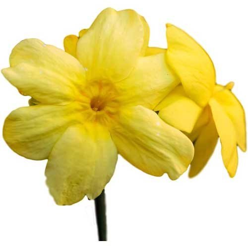 Easy-To-Grow-Winter-Jasmine-Plant